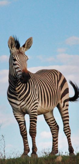 [2436x1125]斑马 野生 草原 纹路 苹果手机壁纸图片
