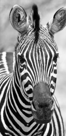 [2436x1125]斑马 黑白 条纹 苹果手机壁纸图片