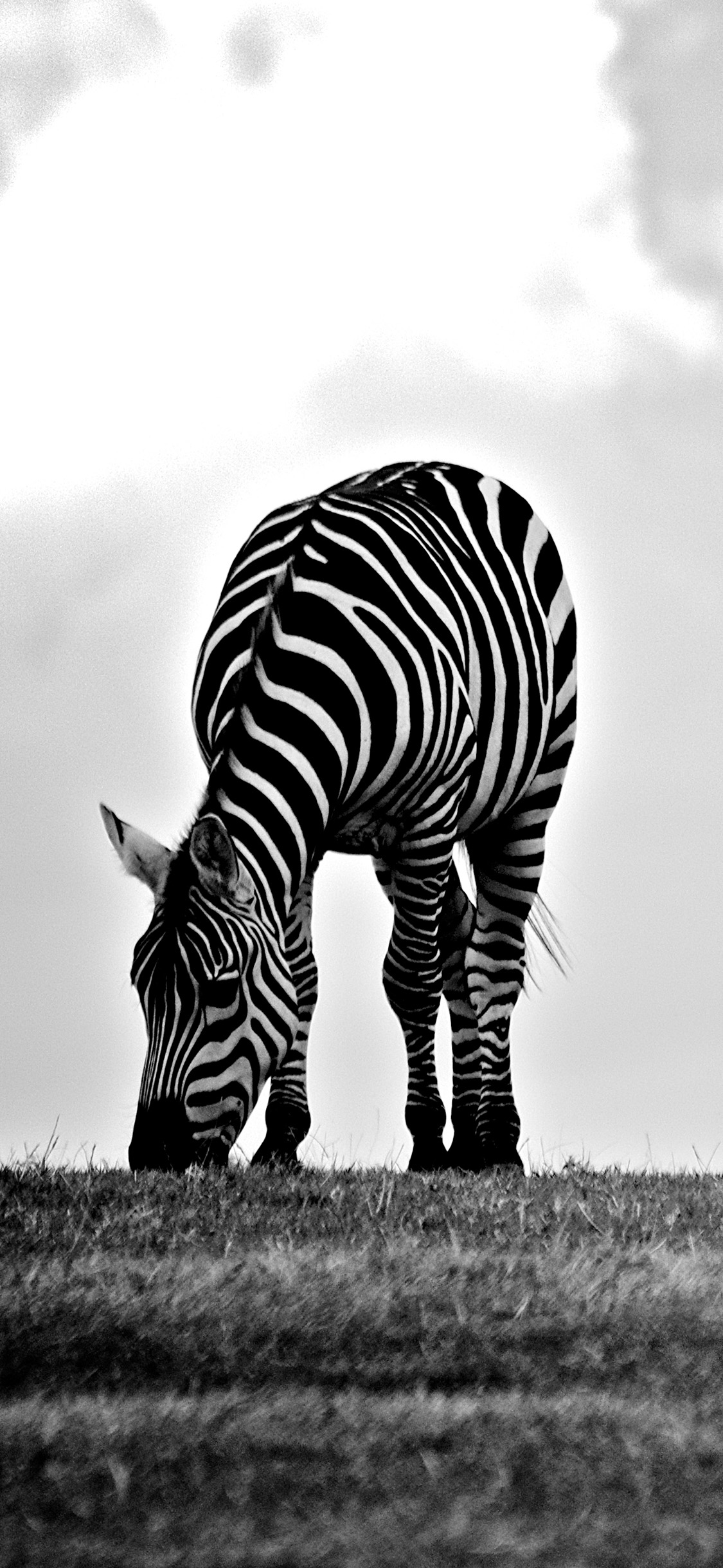 [2436×1125]斑马 黑白 条纹 吃草 觅食 苹果手机壁纸图片