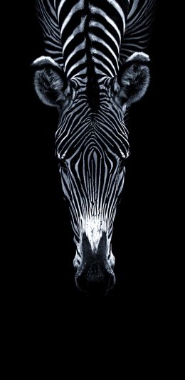 [2436x1125]斑马 黑白 条纹 头部 苹果手机壁纸图片
