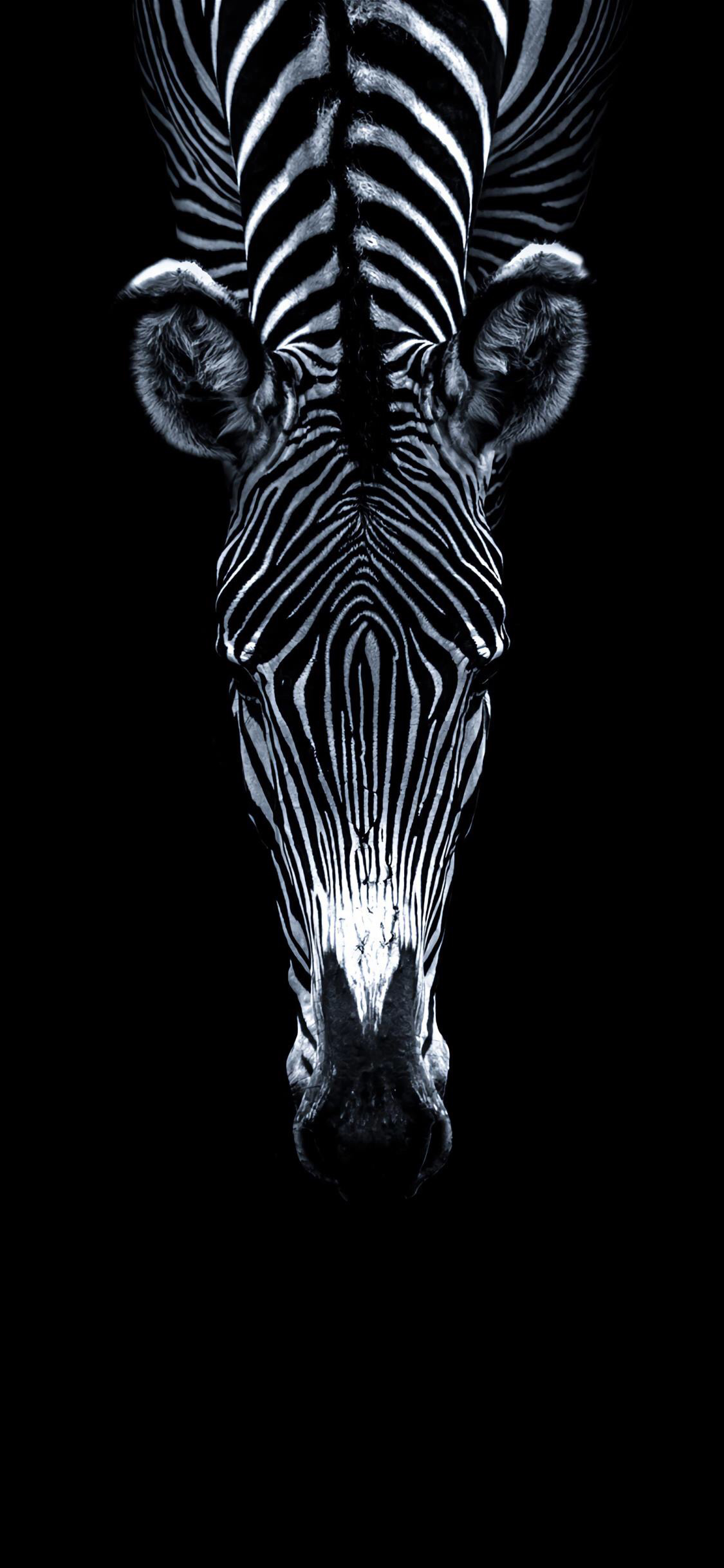 [2436×1125]斑马 黑白 条纹 头部 苹果手机壁纸图片