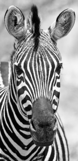 [2436x1125]斑马 黑白 条纹 牲畜 苹果手机壁纸图片