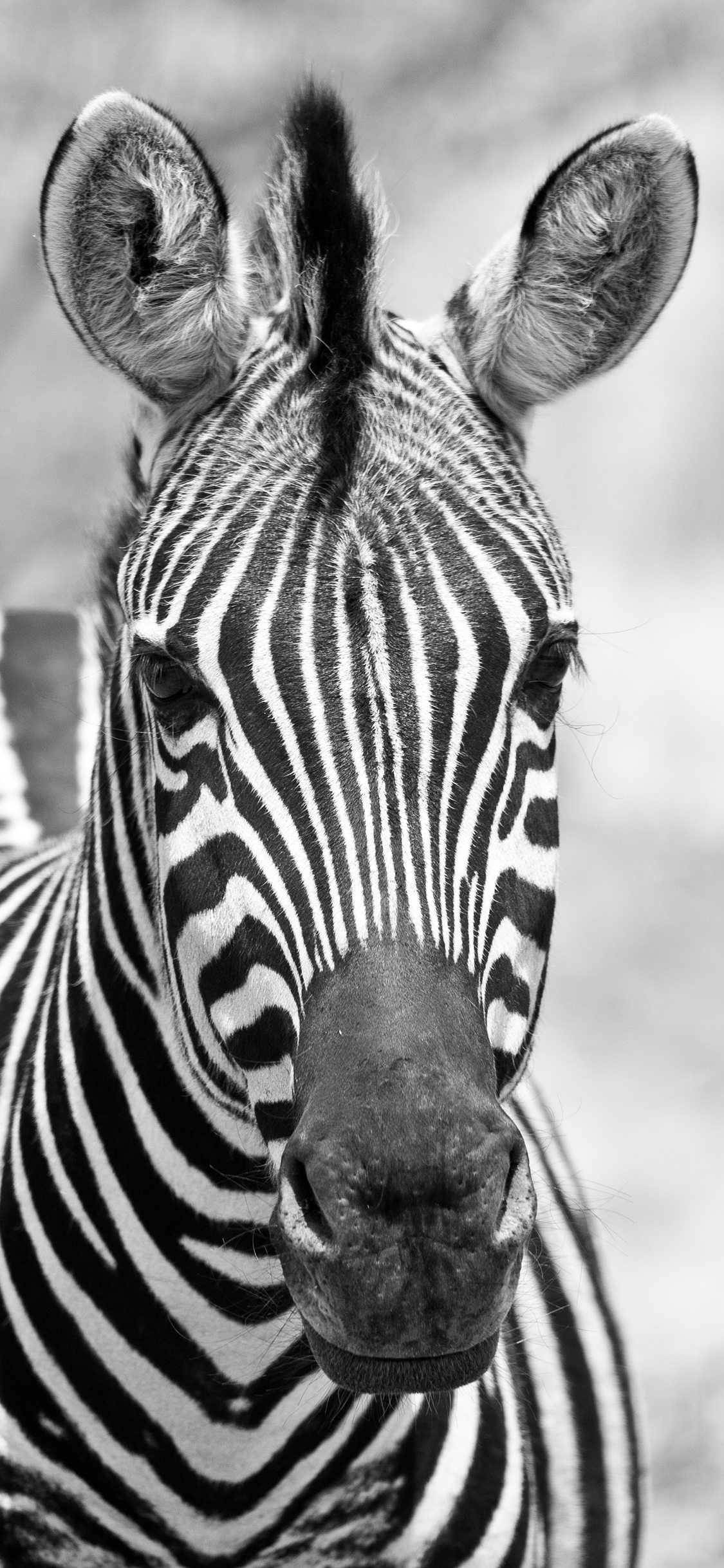 [2436×1125]斑马 黑白 条纹 牲畜 苹果手机壁纸图片