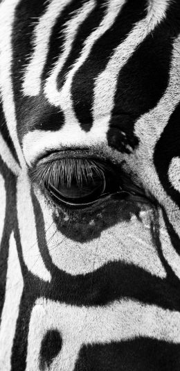 [2436x1125]斑马 黑白 条纹 特写 苹果手机壁纸图片