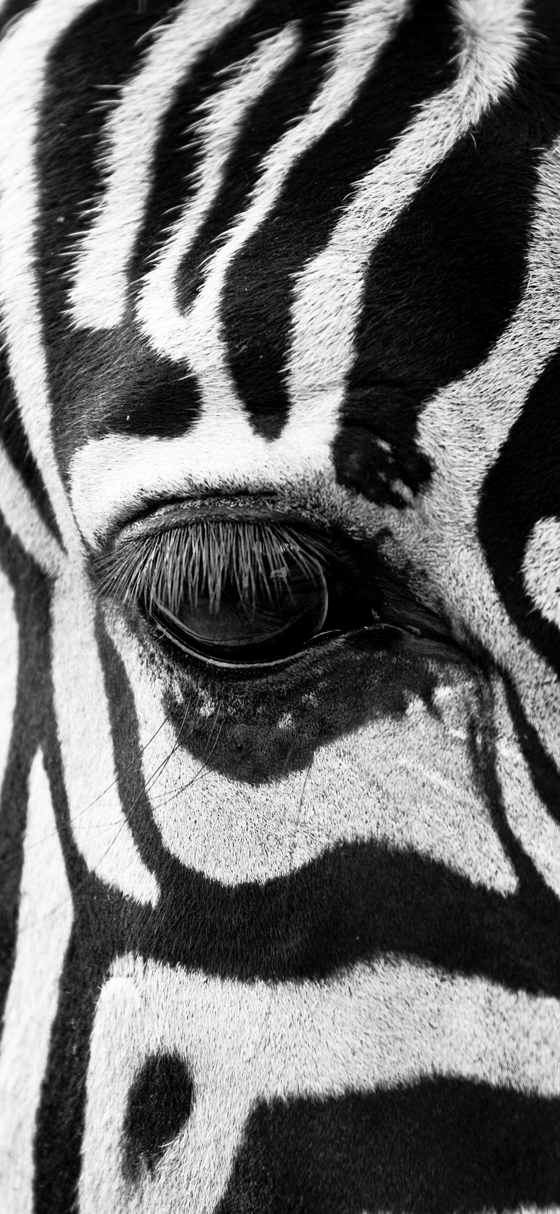 [2436×1125]斑马 黑白 条纹 特写 苹果手机壁纸图片