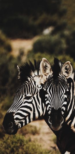 [2436x1125]斑马 黑白 条纹 相间 苹果手机壁纸图片