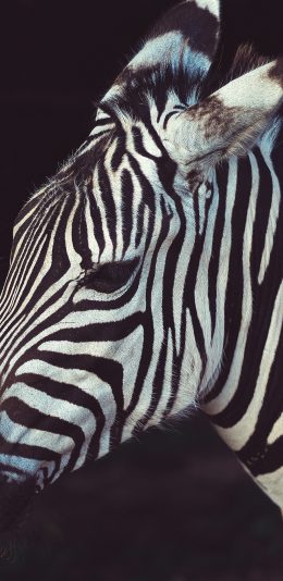 [2436x1125]斑马 黑白 条纹 纹路 苹果手机壁纸图片