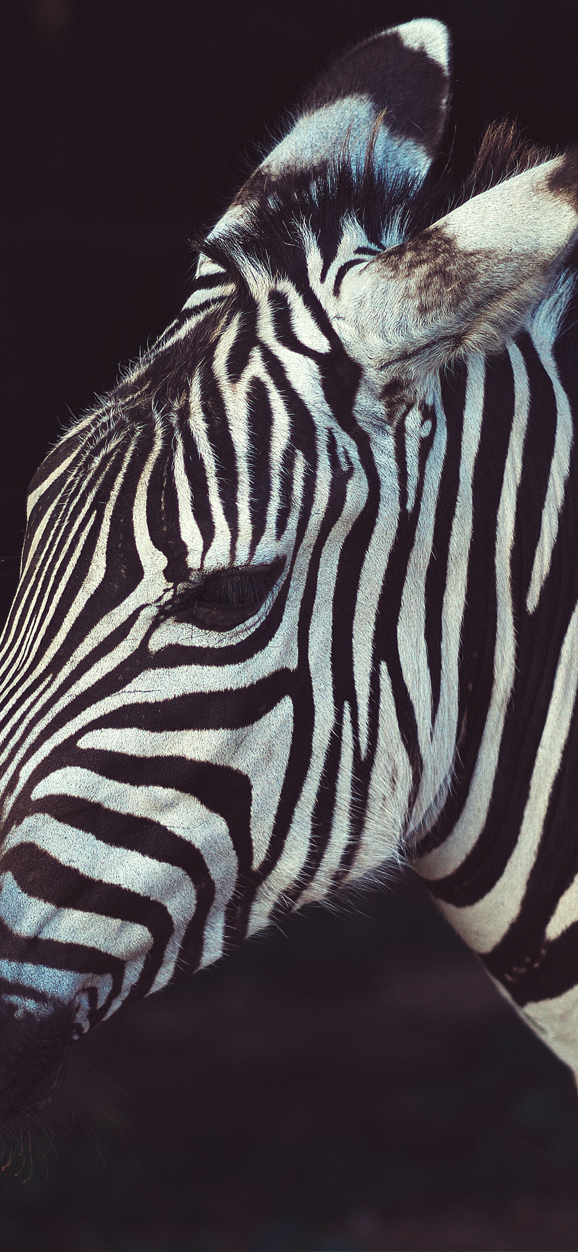 [2436×1125]斑马 黑白 条纹 纹路 苹果手机壁纸图片