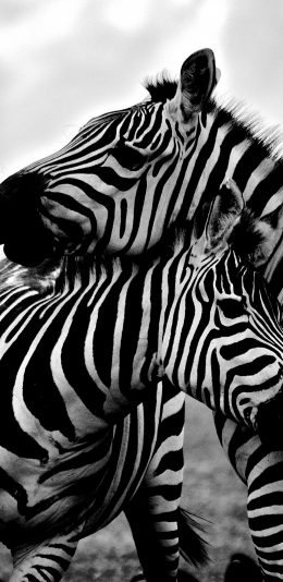 [2436x1125]斑马 黑白 条纹 草原 苹果手机壁纸图片