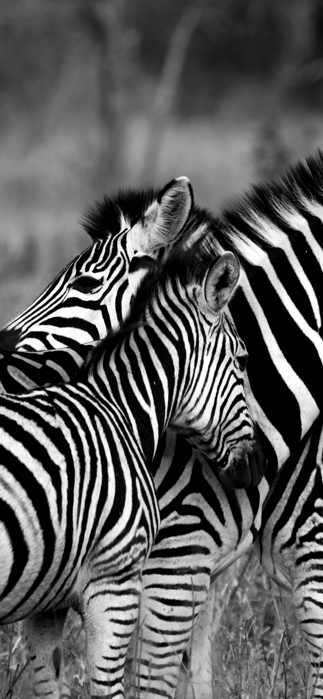 [2436×1125]斑马 黑白 条纹 野生 种群 苹果手机壁纸图片