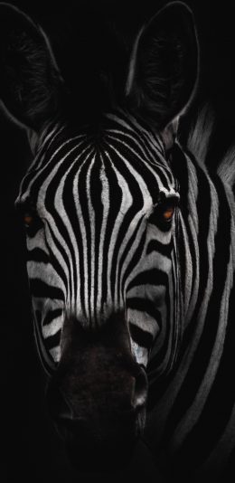 [2436x1125]斑马 黑白 特写 斑纹 苹果手机壁纸图片
