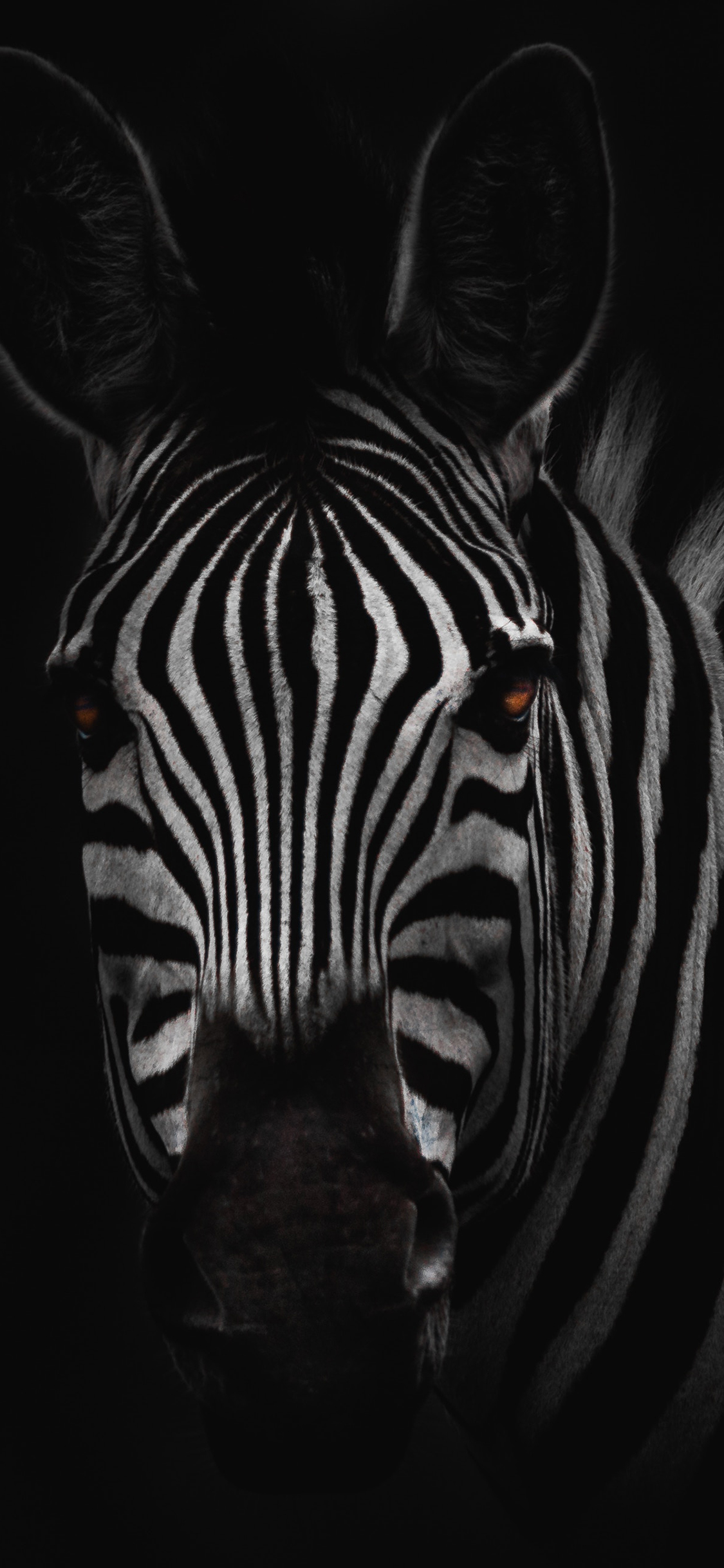 [2436×1125]斑马 黑白 特写 斑纹 苹果手机壁纸图片