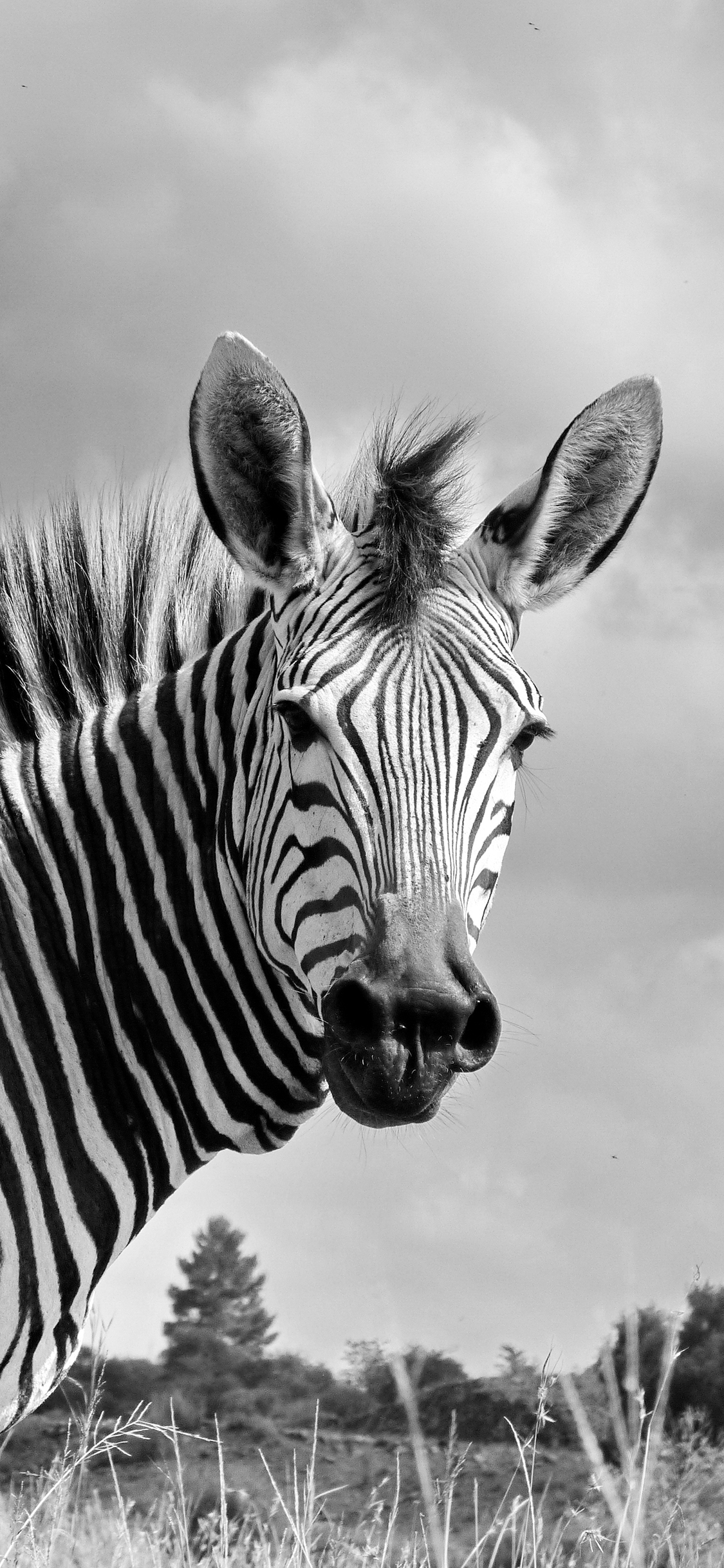 [2436×1125]斑马 黑白 草原 条纹 苹果手机壁纸图片