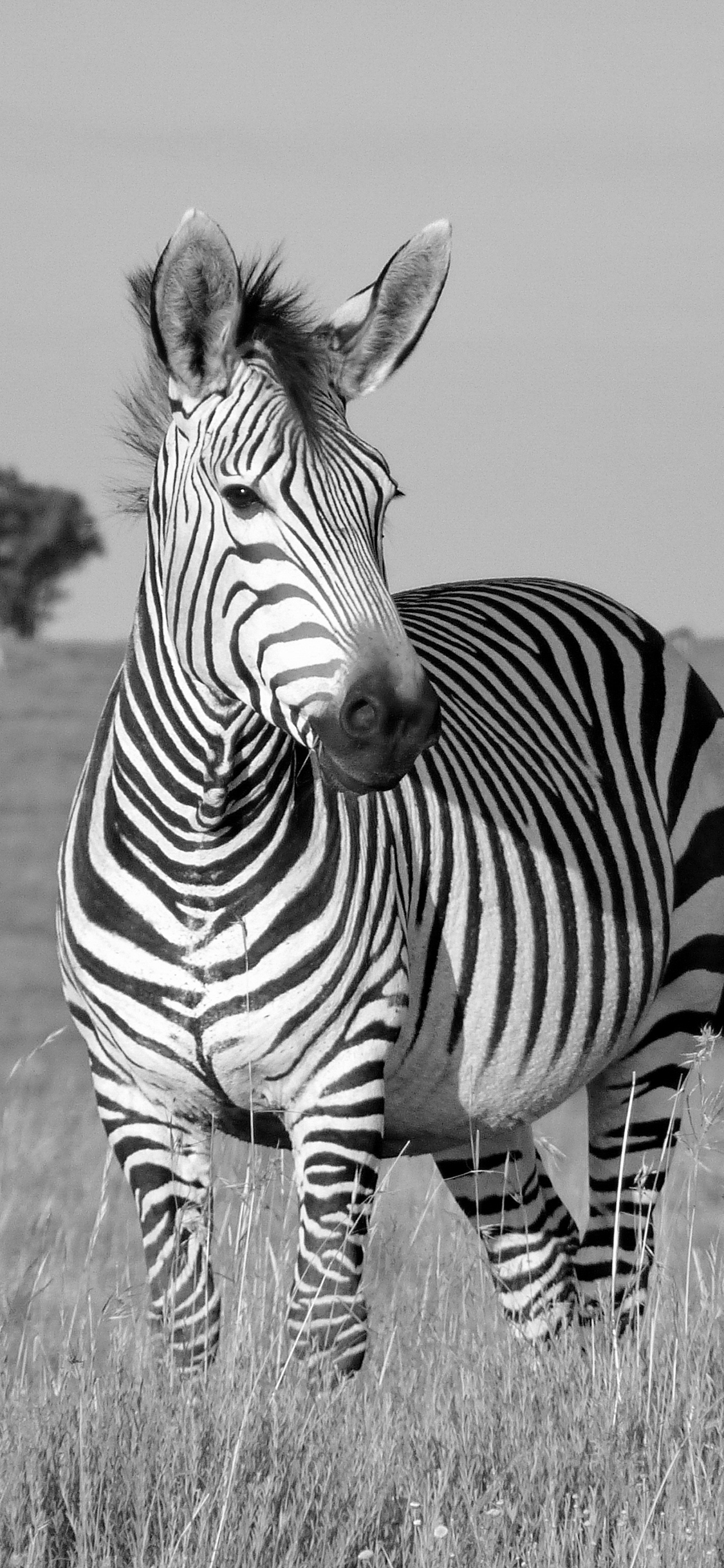 [2436×1125]斑马 黑白 草原 纹路 苹果手机壁纸图片