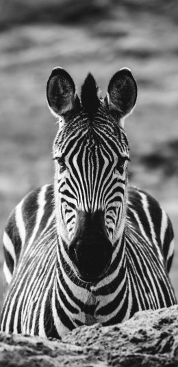 [2436x1125]斑马 黑白 野外 牲畜 苹果手机壁纸图片