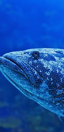 [2436x1125]斑鱼 石斑 蓝色 大海 深海 海底 苹果手机壁纸图片