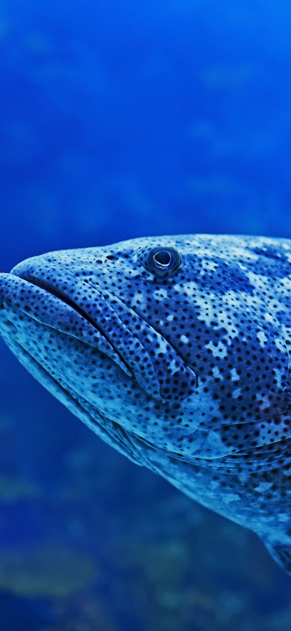 [2436×1125]斑鱼 石斑 蓝色 大海 深海 海底 苹果手机壁纸图片