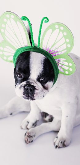 [2436x1125]斗牛 可爱 犬 狗 汪星人 蝴蝶头箍 苹果手机壁纸图片