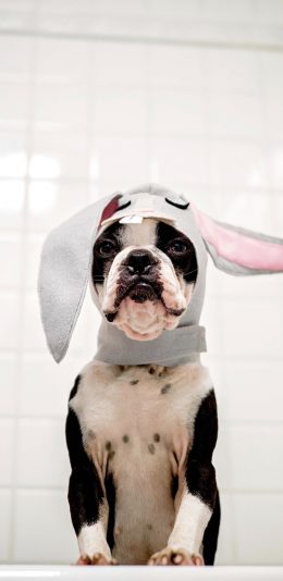 [2436x1125]斗牛 头套 宠物 犬类 苹果手机壁纸图片