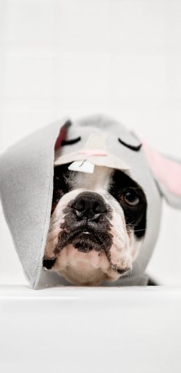 [2436x1125]斗牛 头套 帽子 可爱 宠物 苹果手机壁纸图片