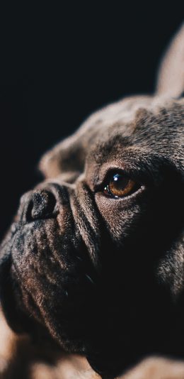 [2436x1125]斗牛 宠物 侧脸 眼神 苹果手机壁纸图片