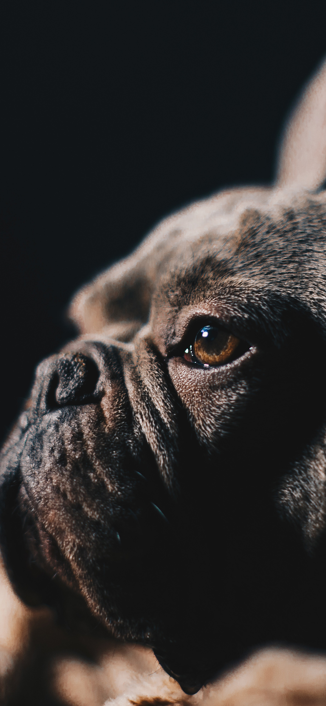 [2436×1125]斗牛 宠物 侧脸 眼神 苹果手机壁纸图片