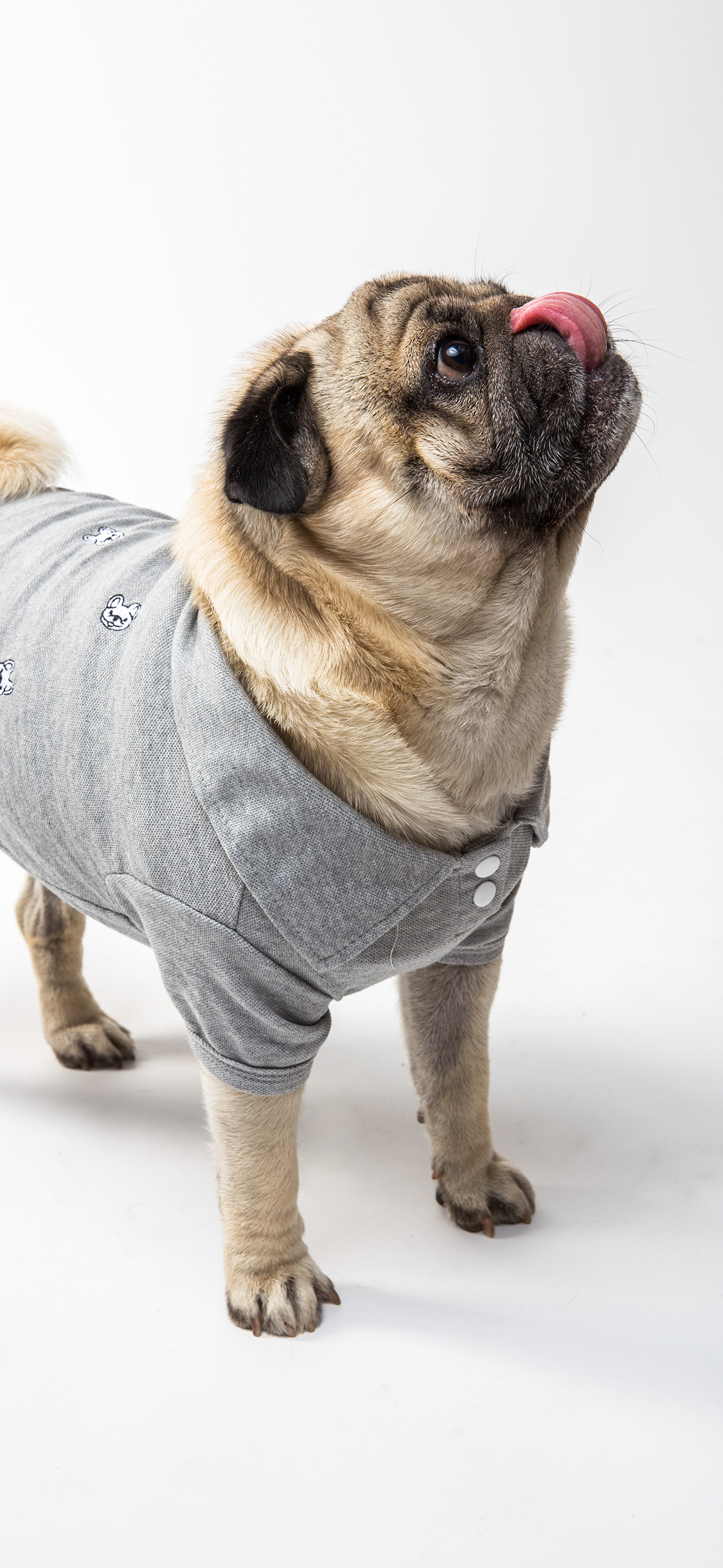 [2436×1125]斗牛 宠物 可爱 吐舌 衣服 苹果手机壁纸图片