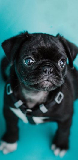[2436x1125]斗牛 宠物 可爱 黑狗 苹果手机壁纸图片
