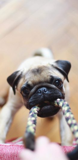 [2436x1125]斗牛 宠物 咬住 狗子 苹果手机壁纸图片