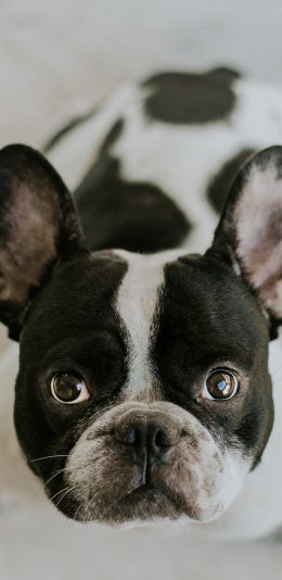 [2436x1125]斗牛 宠物 大头 狗 苹果手机壁纸图片