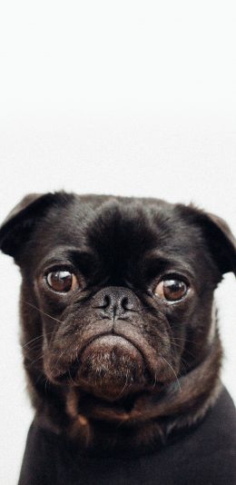 [2436x1125]斗牛 宠物 大眼 小狗 苹果手机壁纸图片