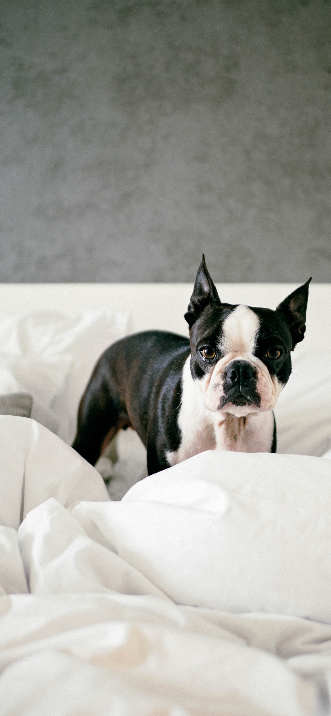 [2436×1125]斗牛 宠物 小狗 床 苹果手机壁纸图片