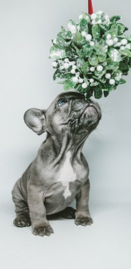 [2436x1125]斗牛 宠物 幼犬 花球 苹果手机壁纸图片