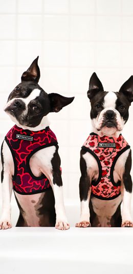 [2436x1125]斗牛 宠物 服饰 浴缸 苹果手机壁纸图片