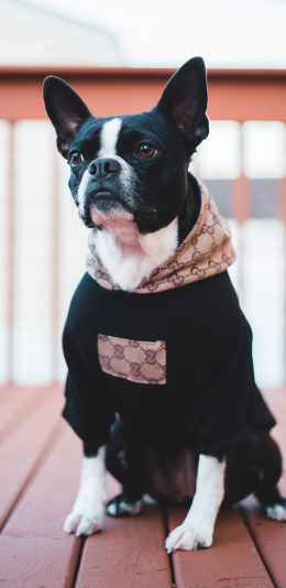 [2436x1125]斗牛 宠物 服饰 狗 苹果手机壁纸图片