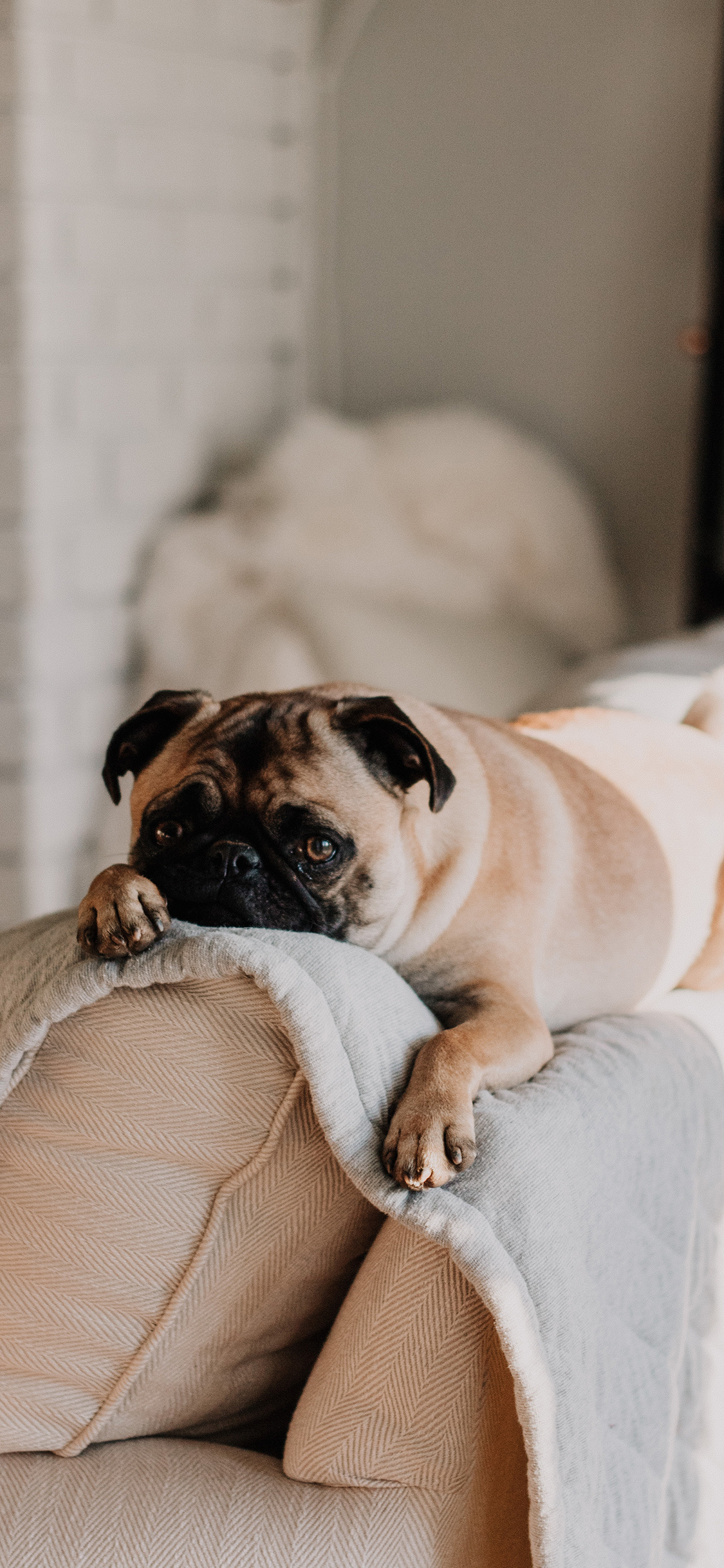 [2436×1125]斗牛 宠物 沙发 趴着 狗 苹果手机壁纸图片