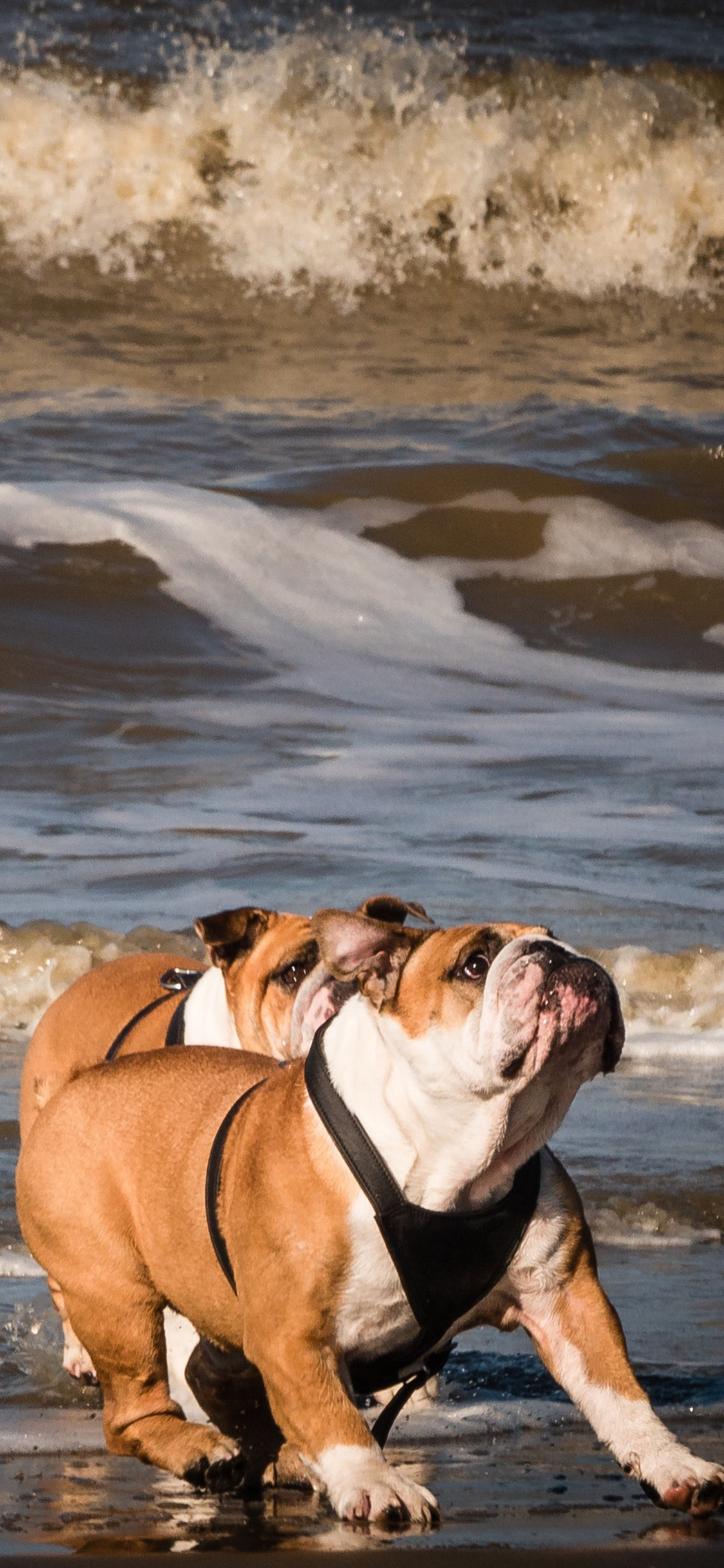 [2436×1125]斗牛 宠物 海浪 犬类 苹果手机壁纸图片