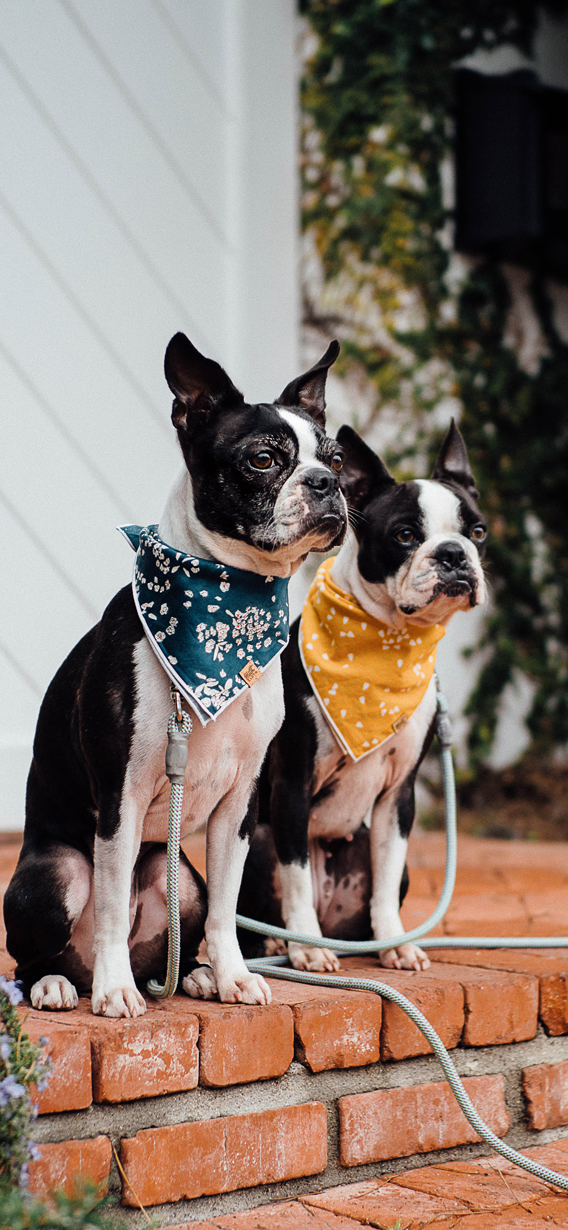 [2436×1125]斗牛 宠物 牵引绳 围巾 台阶 苹果手机壁纸图片