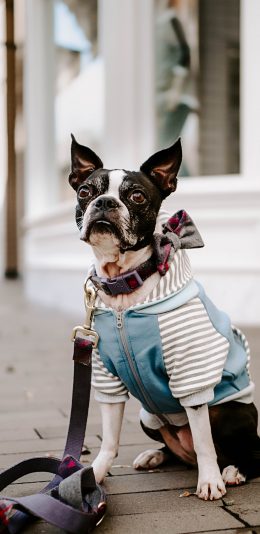 [2436x1125]斗牛 宠物 牵引绳 服饰 苹果手机壁纸图片