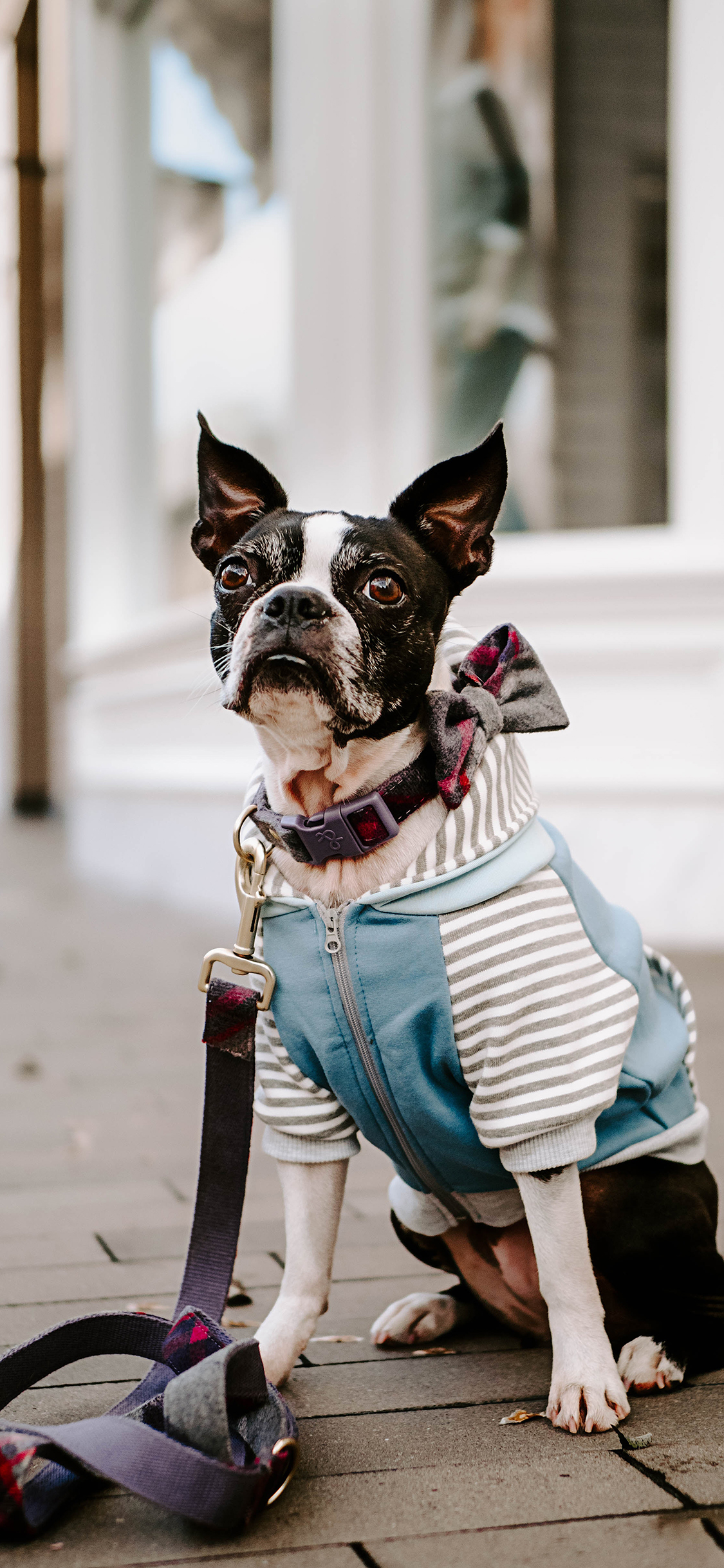 [2436×1125]斗牛 宠物 牵引绳 服饰 苹果手机壁纸图片