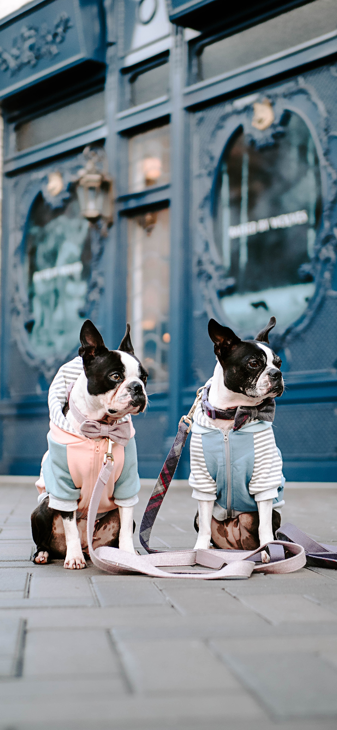 [2436×1125]斗牛 宠物 牵引绳 服饰 遛狗 苹果手机壁纸图片