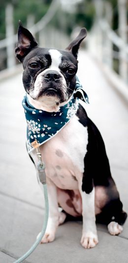 [2436x1125]斗牛 宠物 牵引绳 遛狗 苹果手机壁纸图片