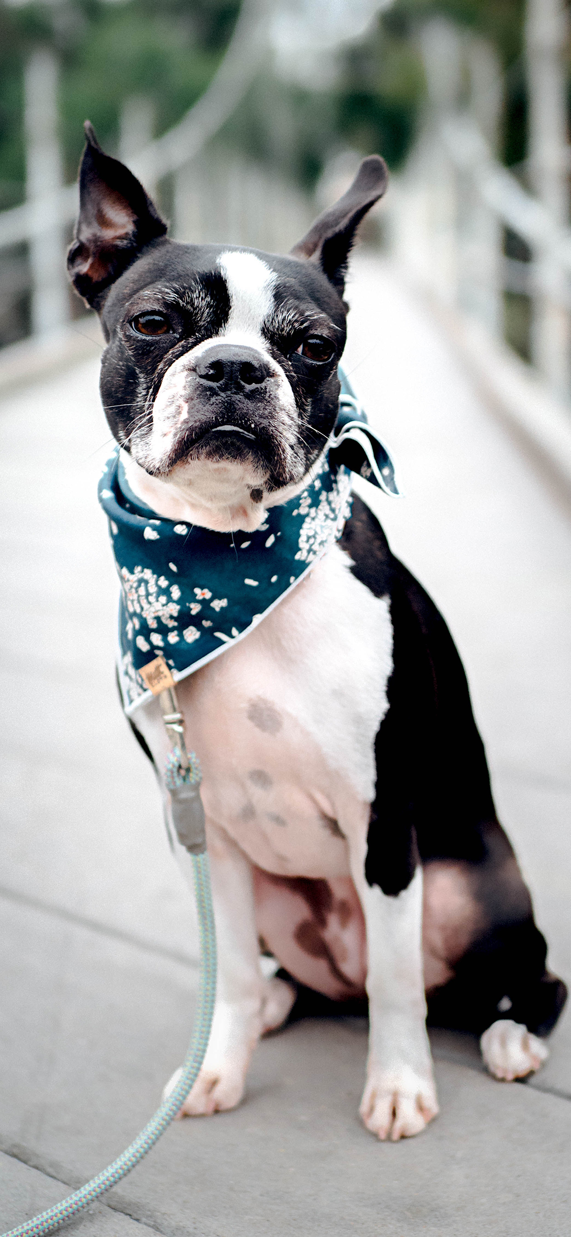 [2436×1125]斗牛 宠物 牵引绳 遛狗 苹果手机壁纸图片