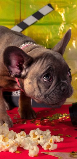 [2436x1125]斗牛 宠物 犬类 爆米花 苹果手机壁纸图片