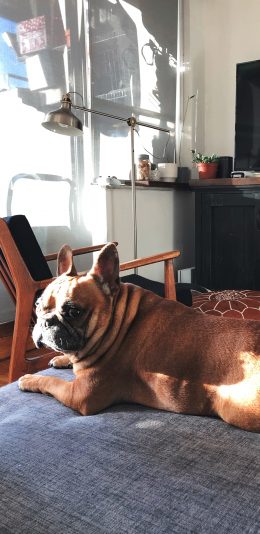 [2436x1125]斗牛 宠物 犬类 狗 苹果手机壁纸图片