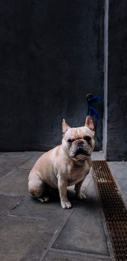 [2436x1125]斗牛 宠物 犬类 狗子 苹果手机壁纸图片