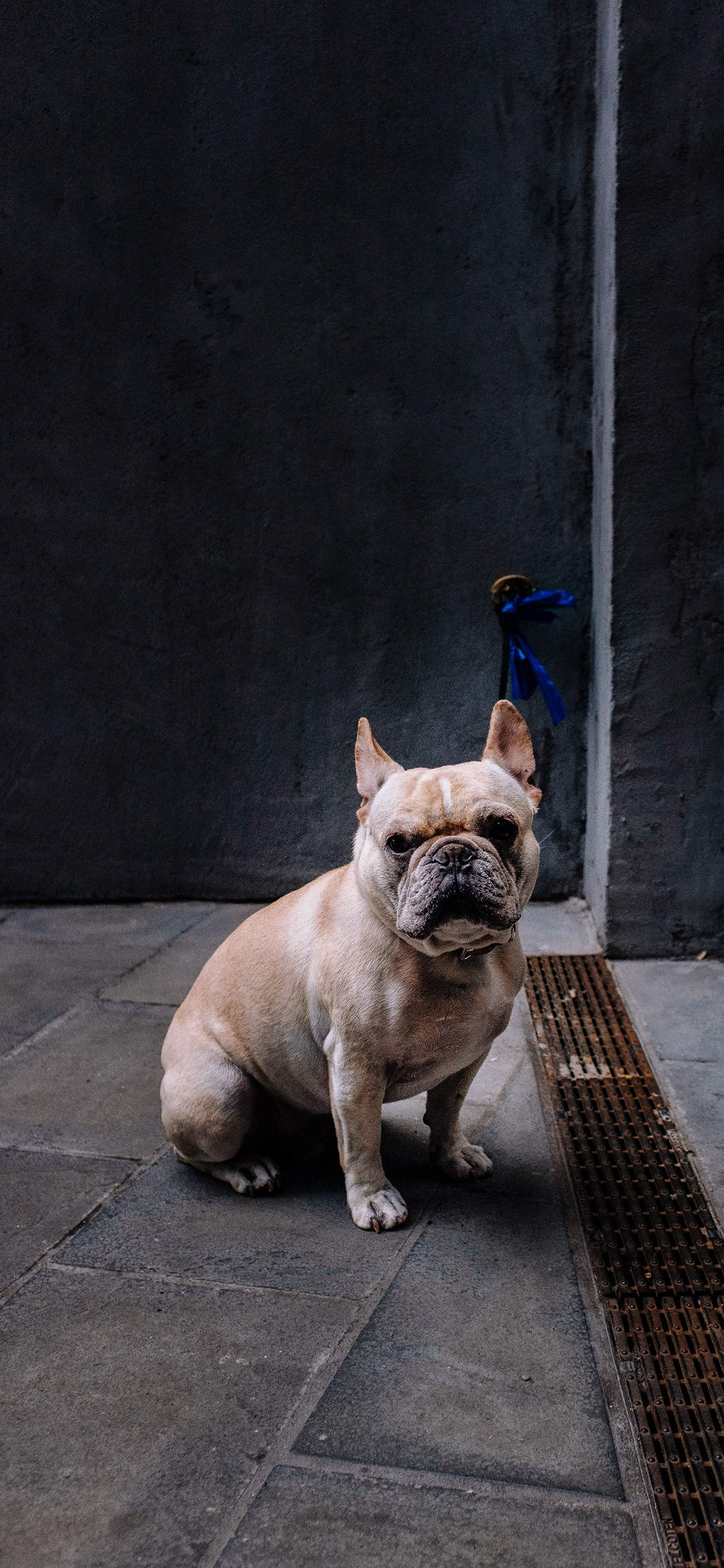 [2436×1125]斗牛 宠物 犬类 狗子 苹果手机壁纸图片