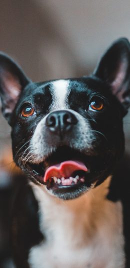 [2436x1125]斗牛 宠物 狗 大眼 苹果手机壁纸图片