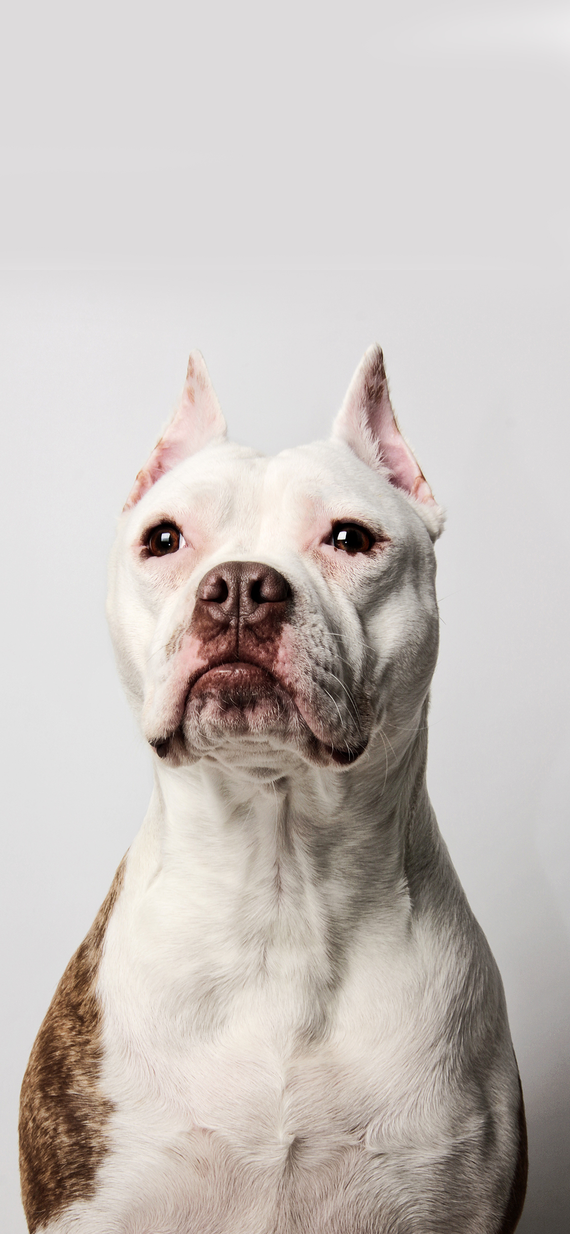 [2436×1125]斗牛 宠物 狗 机警 苹果手机壁纸图片