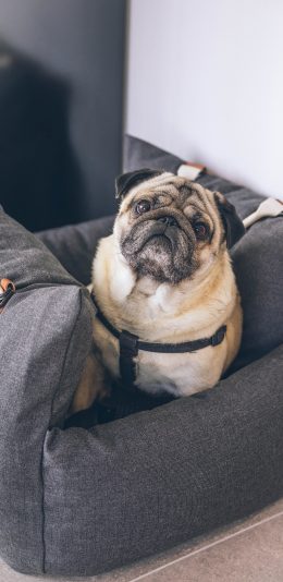 [2436x1125]斗牛 宠物 狗窝 狗 苹果手机壁纸图片